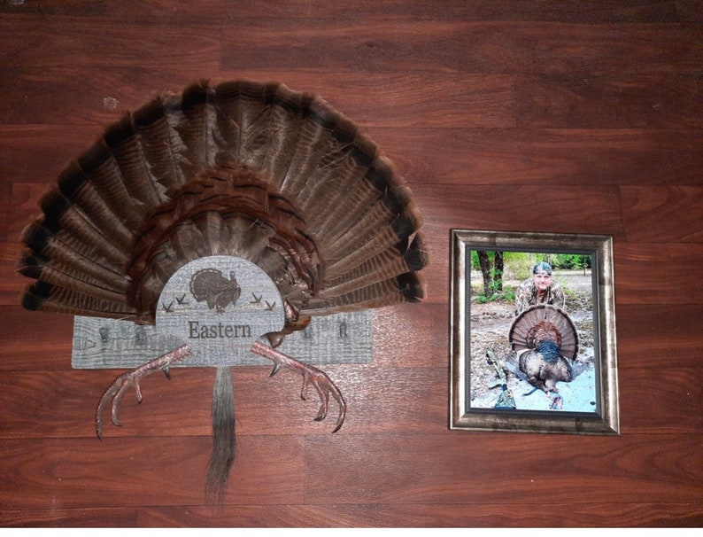 Turkey Fan Mount, multiple beards. image 9