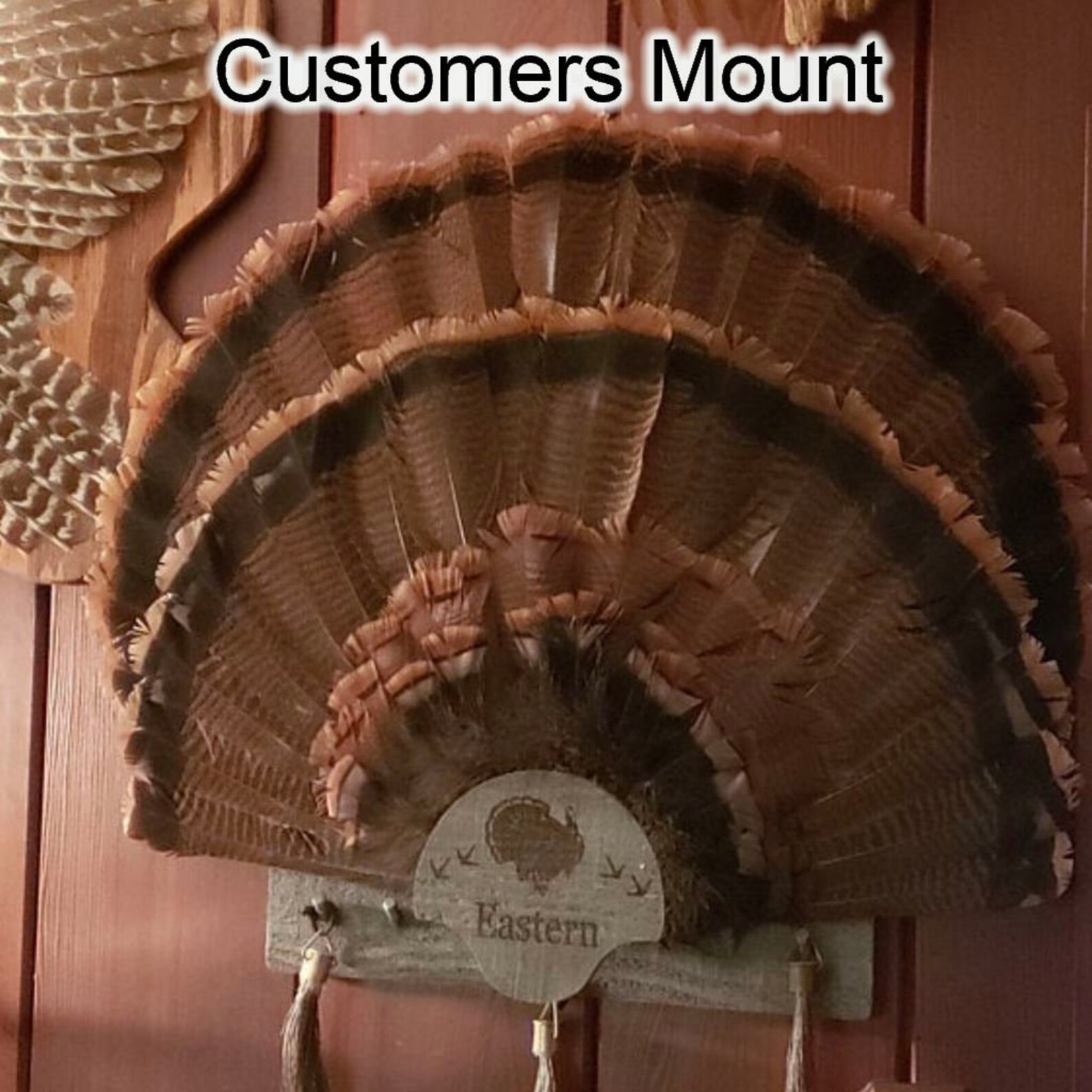 Turkey Fan Mount Multiple Beards. Etsy