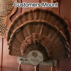 Turkey Fan Mount, multiple beards. image 8