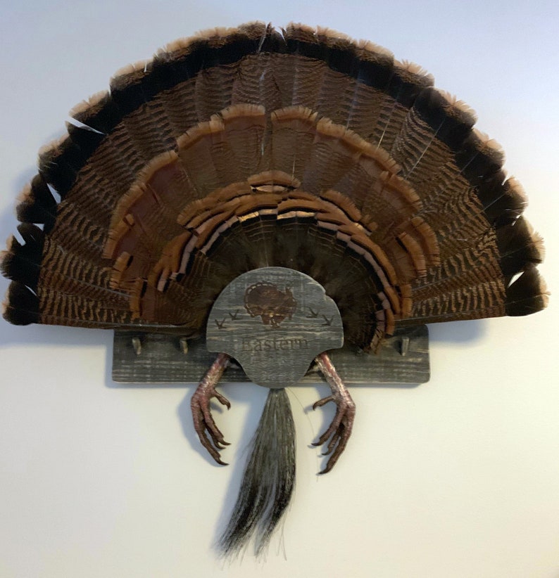 Turkey Fan Mount, multiple beards. image 2