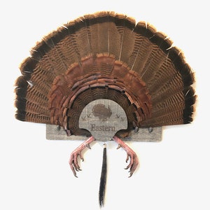 Turkey Fan Mount, multiple beards.