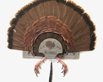 Turkey Fan Mount, multiple beards.