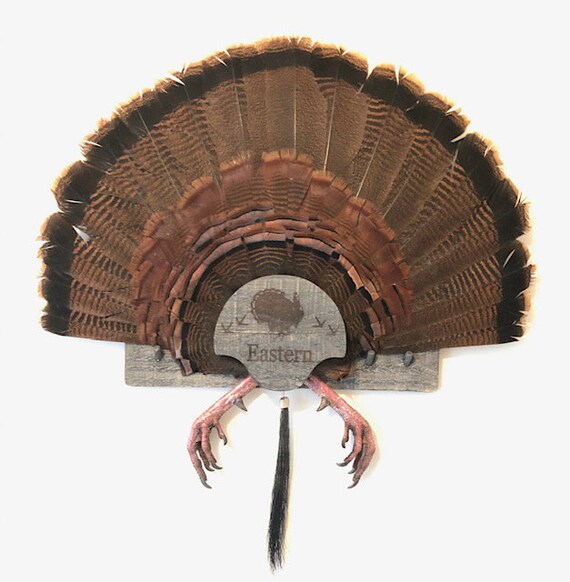 Turkey Fan Mount Multiple Beards. Etsy