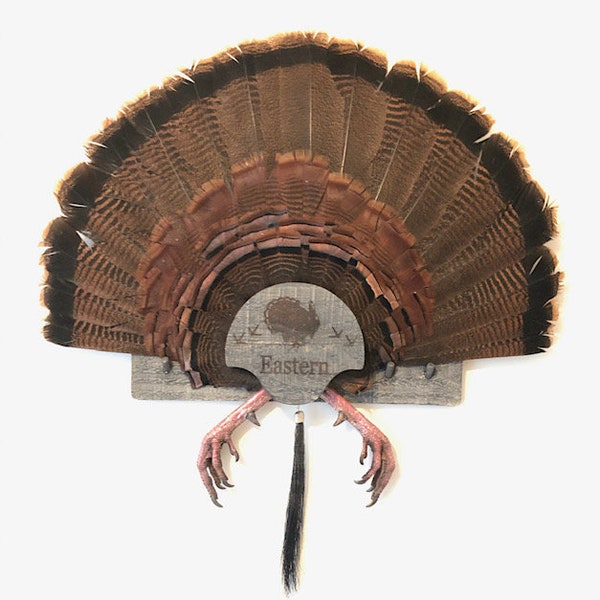 Turkey Fan Mount Etsy