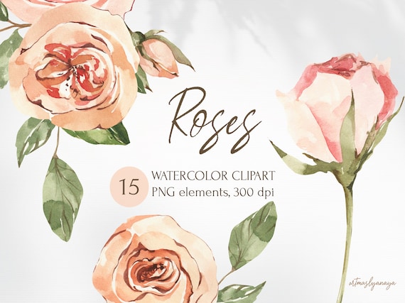 Watercolor Floral clipart. Roses flowers blossom for instant download. PNG elements of blooming summer, autumn flower. Garden floral set.