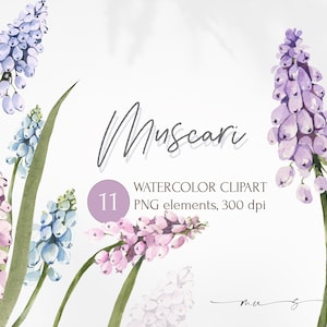 Clipart fleurs muscari aquarelle. Floraison printanière à téléchargement immédiat. Images de la fête des mères. De la verdure, rose, bleu, fleur violette PNG