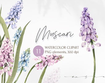 May include: Watercolor clipart of purple, blue, and pink muscari flowers. The flowers are arranged in a bouquet and have a delicate, watercolor look. The text "Muscari" is written in a cursive font above the flowers. The text "WATERCOLOR CLIPART" is written in a sans-serif font below the flowers. The text "11 PNG elements, 300 dpi" is written in a sans-serif font below the text "WATERCOLOR CLIPART".