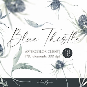 Clipart di cardo blu dell'acquerello. Illustrazione digitale botanica per il download immediato. Immagine png digitale della pianta erbacea. Design primaverile ed estivo.