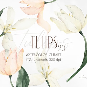 Clipart di tulipani ad acquerello, fiori bianchi e rosa. Immagini digitali primaverili, illustrazioni floreali in formato PNG, immagini di sfondo trasparenti, tulipano.