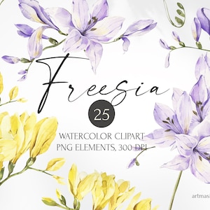 Clipart di fiori di fresia dell'acquerello. Illustrazione digitale del fiore dipinto a mano della primavera. Elementi floreali di fiori teneri. Design per la festa della mamma png.