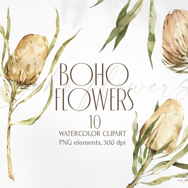 Watercolor Bohemian botany. Banksia, Protea flowers, leaves for instant download. Greenery clipart png. Boho botanical dried collection