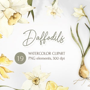 Clipart floreali ad acquerello, collezione primaverile di narcisi di fiori che sbocciano, foglie, boccioli, mazzi di fiori. Elementi PNG digitali vintage Narciso.
