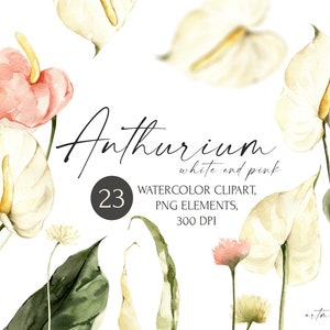 Aquarell Anthurium Blumen Clipart. Florale digitale Bilder zum sofortigen Download. Weiß, rosa Frühlings- und Sommerblumen. Tropisches botanisches Set.