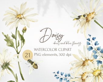 Watercolor Daisy clipart. Chamomile floral digital collection. Botanical wildflower summer illustrations. Greenery, bouquets, bee in PNG.