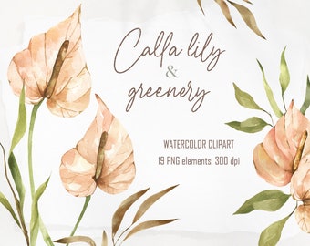 Watercolor Calla Lily, leaves, greenery clipart. Trendy floral botanical clip art for instant download. Digital Anthurium and leaves in PNG.