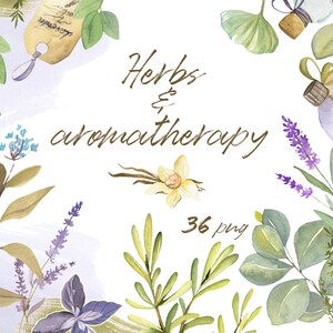 Aquarelset kruiden en elementen voor aromatherapie. Handgetekende realistische eucalyptus, rozemarijn, aloë, lavendel, spar en meer. PNG-elementen