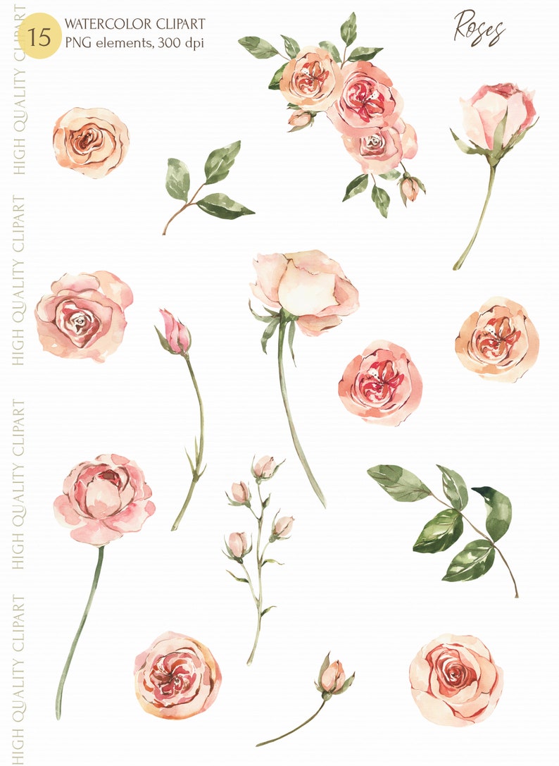 May include: A set of 15 watercolor illustrations of pink roses in various stages of bloom. The roses are painted in a delicate style with soft pink and peach hues. The illustrations are perfect for adding a touch of elegance to any project.