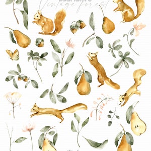 Raccolta di clipart di acquerelli Vintage Forest, illustrazioni botaniche png, composizioni floreali, ghirlande digitali, animali, scoiattoli, pere.