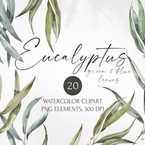 Clipart di foglie di eucalipto ad acquerello. Illustrazione botanica di erbe dipinta a mano. Elementi png di vegetazione, botanica, foglie, fogliame, selvatici.