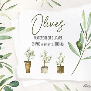 Clipart de azeitonas em aquarela. Folhas, galhos, flores, plantas em vasos. Clipart de vegetação italiana perfeito para design. DIGITAl definido em PNG.