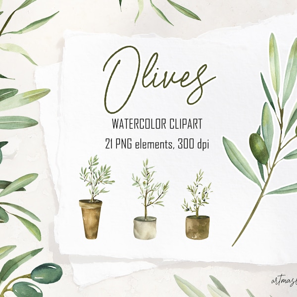 Watercolor Olives clipart. Leaves, branches, blooming, plants in a pots. Italian greenery clipart perfect for design. DIGITAl set in PNG.