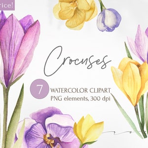 すぐにダウンロードできる水彩クロッカスの花のクリップアート。春の黄色、紫色の花、緑の植物イラスト、イースターのPNG画像