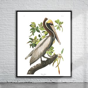 Op de afbeelding: Een vintage illustratie van een bruine pelikaan die op een tak zit met groene bladeren. De vogel heeft een lange snavel en een gele vlek op zijn kop. De illustratie is op een witte achtergrond.