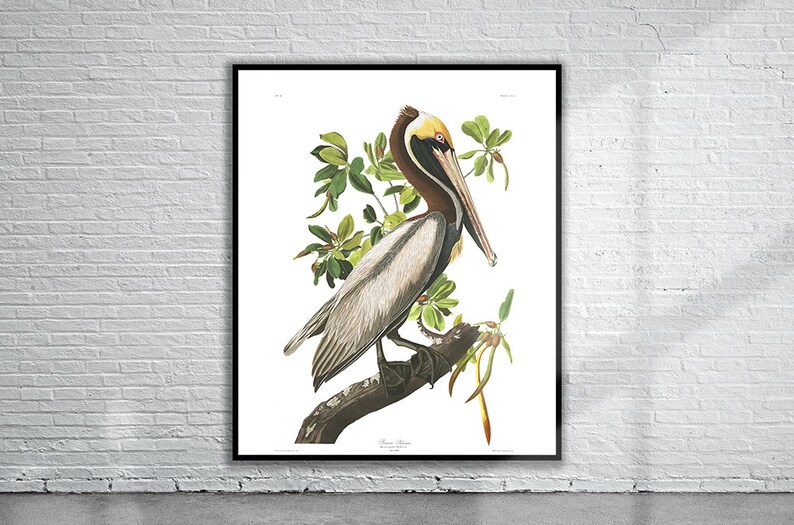 Op de afbeelding: Een vintage illustratie van een bruine pelikaan die op een tak zit met groene bladeren. De vogel heeft een lange snavel en een gele vlek op zijn kop. De illustratie is op een witte achtergrond.