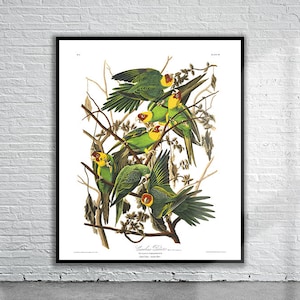 Beautiful Vintage Audubon Carolina Parrot Print | Wildlife Print | Vintage Wall Art | Interior Design Ideas