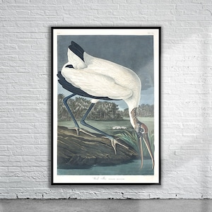 Beautiful Vintage Audubon Wood Ibis Print | Wildlife Print | Vintage Wall Art | Interior Design Ideas