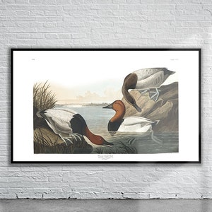 Beautiful Vintage Audubon Canvas Back Duck Print | Wildlife Print | Vintage Wall Art | Interior Design Ideas