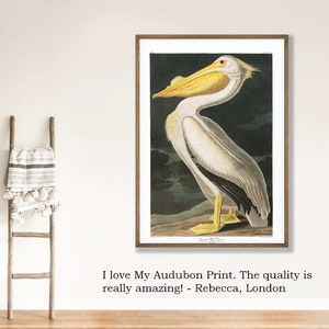 May include: A vintage Audubon print of a white pelican with a yellow beak, perched on a branch against a dark background. The print is framed in a brown wood frame.