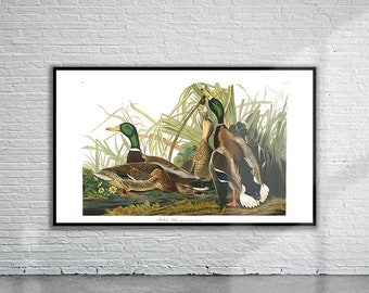 Vintage Audubon-wilde eendprint | Muurkunst Birds of America