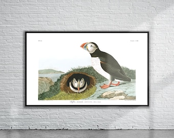 Vintage Audubon-print met papegaaiduiker | Birds of America, natuurkunst