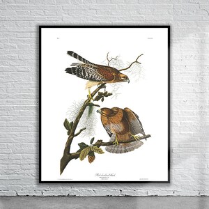 Schöner Vintage Audubon Rotgeschulterer Falke Druck | Wildtiere | Vintage Wand Kunst | Ideen für die Inneneinrichtung