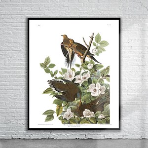Beautiful Vintage Audubon Carolina Pigeon Print | Wildlife Print | Vintage Wall Art | Interior Design Ideas