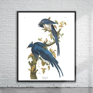 Beautiful Vintage Audubon Columbia Jay Print | Wildlife Print | Vintage Wall Art | Interior Design Ideas