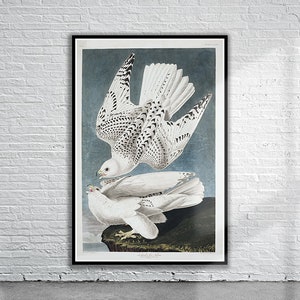 Wunderschöner isländischer Falken-Druck von Audubon | Wildtiere | Vintage Wand Kunst | Ideen für die Inneneinrichtung