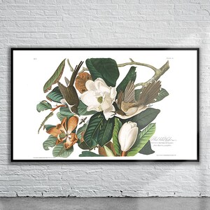 Schöner Vintage Audubon schwarz berechneter Kuckucks-Druck | Wildtiere | Vintage Wand Kunst | Ideen für die Inneneinrichtung