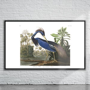 Beautiful Vintage Audubon Louisiana Heron Print | Wildlife Print | Vintage Wall Art | Interior Design Ideas