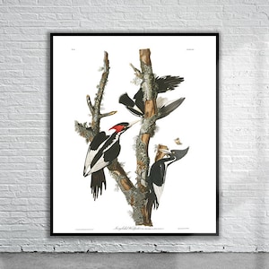 Schöner Vintage Audubon Ivory Billed Specht Druck | Wildtiere | Vintage Wand Kunst | Ideen für die Inneneinrichtung