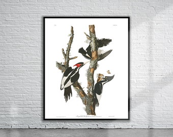 Vintage Audubon Ivory-Billed Woodpecker Print | Archival Wildlife Art