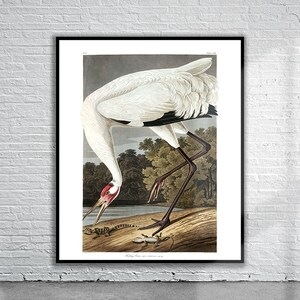 Beautiful Vintage Audubon Hooping Crane Print | Wildlife Print | Vintage Wall Art | Interior Design Ideas