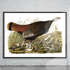 Schöner Vintage Audubon großer amerikanischer Hen & Young Print | Wildtiere | Vintage Wand Kunst | Ideen für die Inneneinrichtung