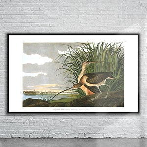 Schöner Vintage Audubon Lang-Billiger Brachvogel Druck | Wildtiere | Vintage Wand Kunst | Ideen für die Inneneinrichtung