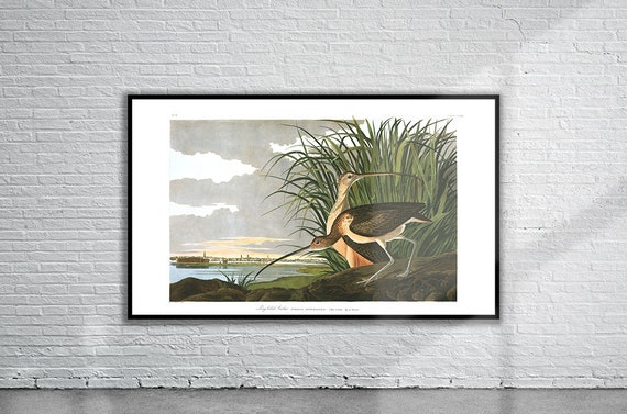 Audubon Print Wildlife Art - Long-Billed Curlew Illustration, Archival Matte Paper, Museum-Quality Decor, Nature Gift