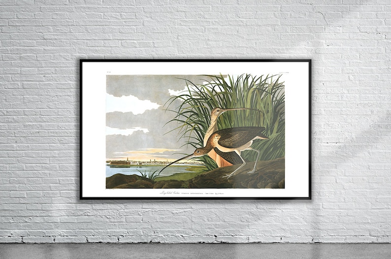 May include: A vintage illustration of two long-billed curlews standing in a marsh. The birds are brown and white with long, slender legs and beaks. The illustration is set against a backdrop of a cloudy sky and a distant cityscape. The text "Long-billed Curlew,  Numenius Longirostris,  PLATE CCLXXXIV"