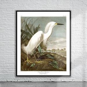Beautiful Vintage Audubon Snowy Heron Print | Wildlife Print | Vintage Wall Art | Interior Design Ideas