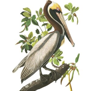 Op de afbeelding: Een bruine pelikaan met een gele snavel zit op een tak met groene bladeren. De vogel kijkt naar rechts en heeft zijn kop naar links gedraaid. De achtergrond is wit.