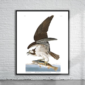 Schöner Vintage Audubon Fischadler-Druck | Wildtiere | Vintage Wand Kunst | Ideen für die Inneneinrichtung